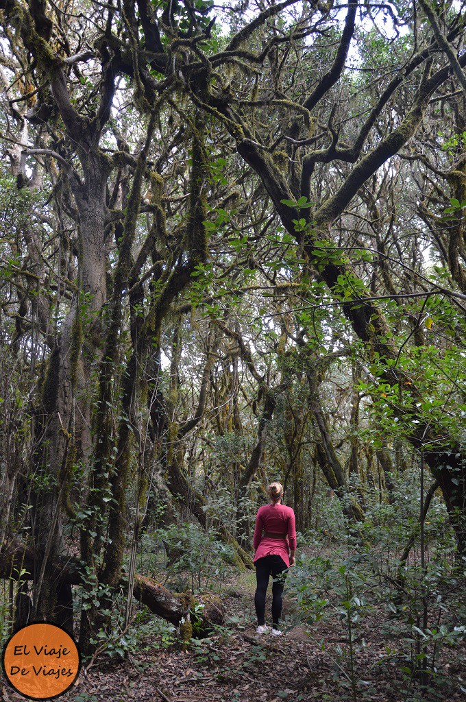 Parque Nacional Garajonay La Gomera