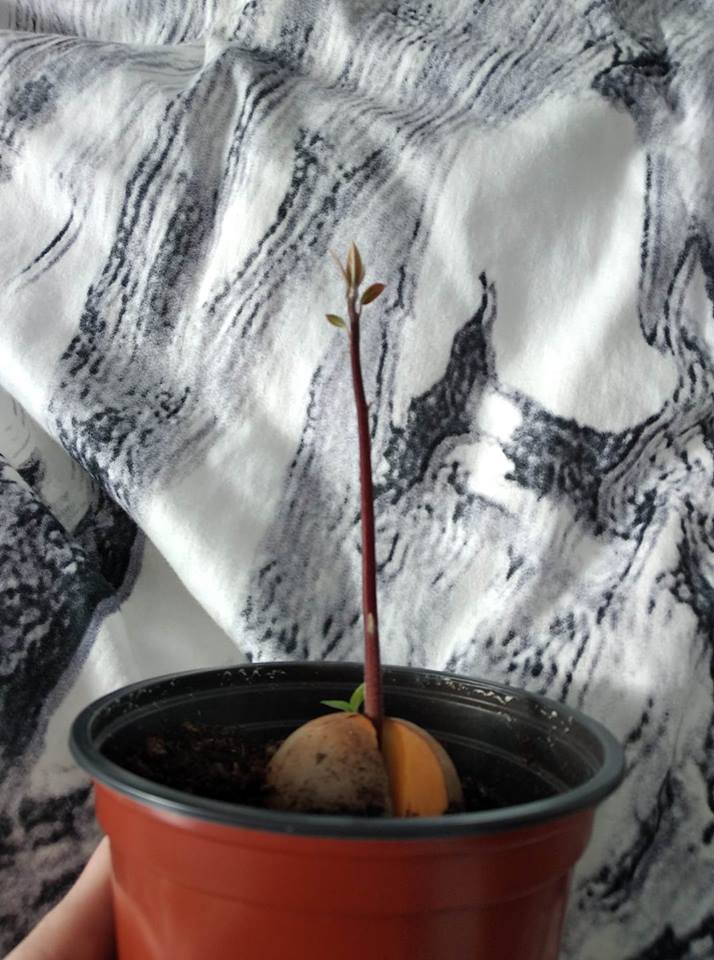 cómo Plantar Aguacate