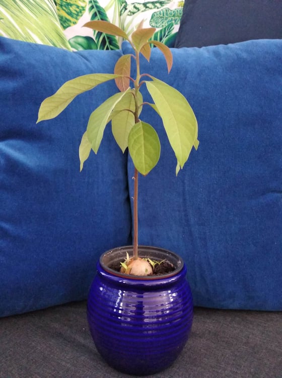 Plantar Aguacate