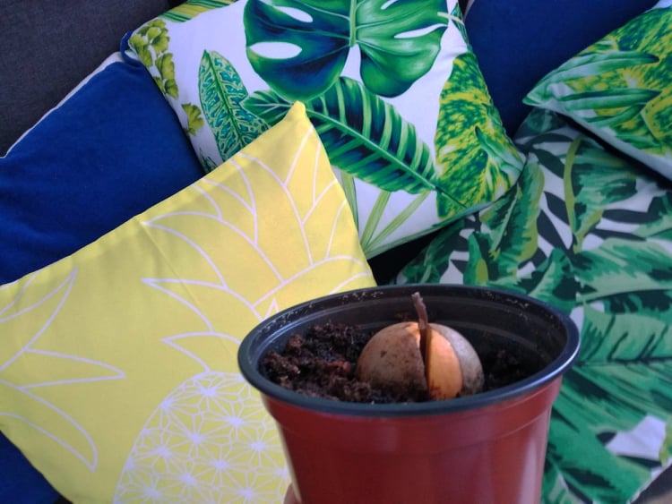 Plantar hueso Aguacate