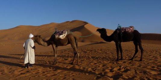 Camellos en Marruecos