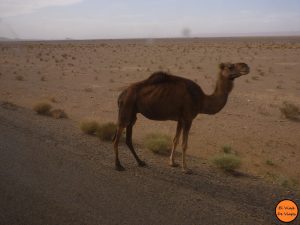 Viaje a Marruecos Camello