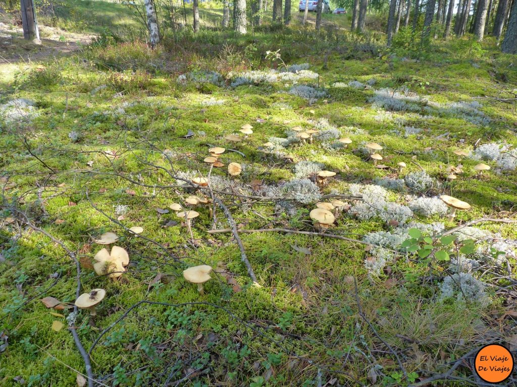 Cocinando setas de los bosques en Finlandia