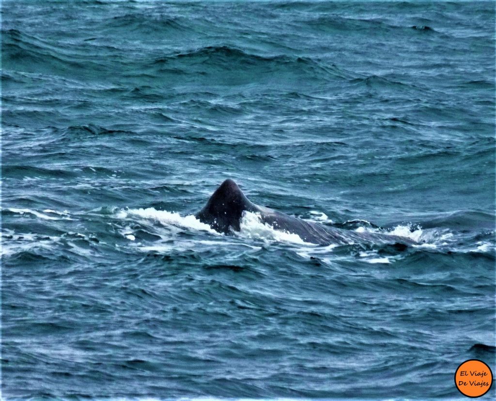 Ballenas Noruega