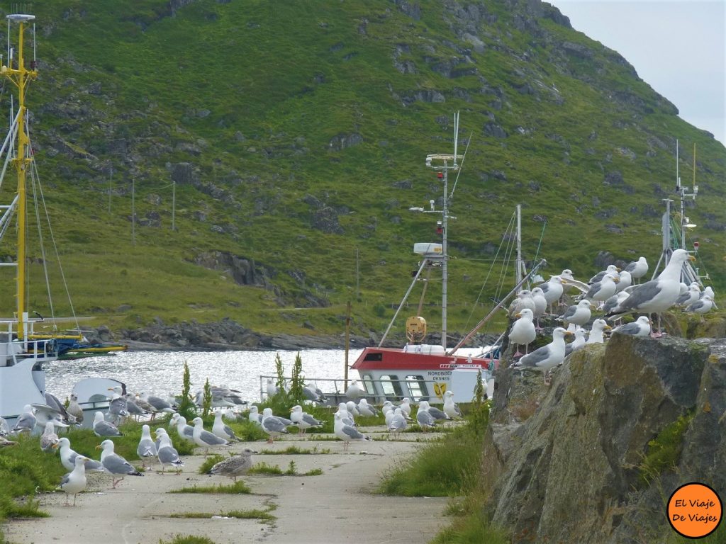 Ballenas Noruega