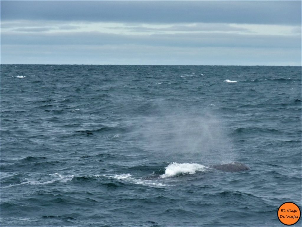 Ballenas Noruega