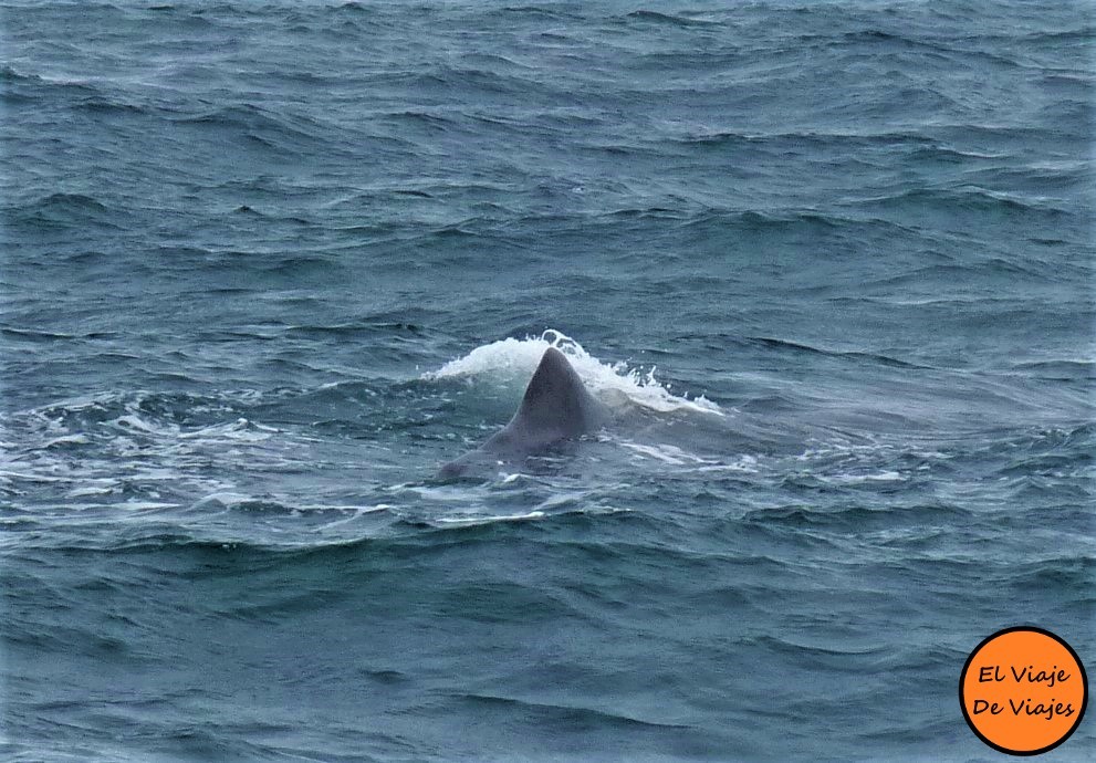 Ballenas Noruega