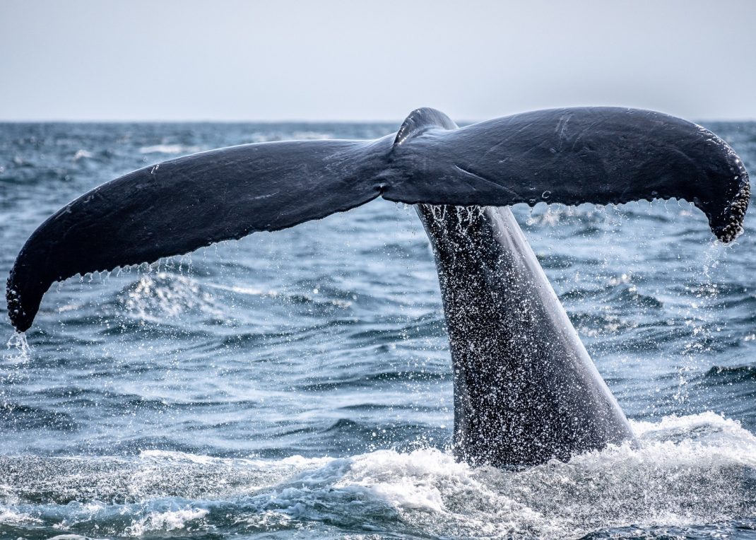 Ver las ballenas en Noruega