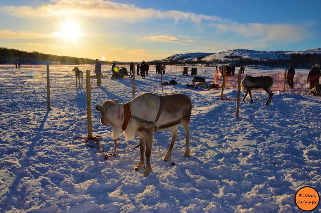 Carreras de renos en Laponia