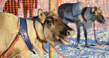 Carreras de renos en Laponia