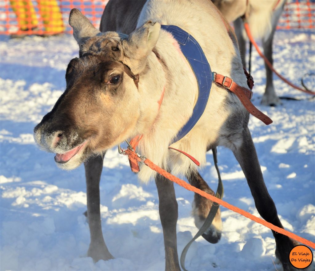 Carreras de renos en Laponia